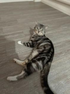 Katze verkaufen