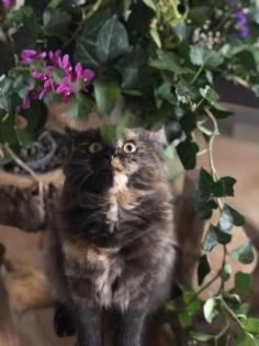 Katze Dori sucht ein liebevolles Zuhause