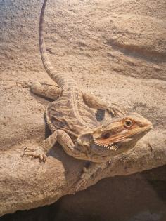 Bartagame mit Terrarium