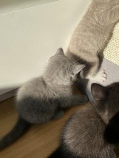 Britisch kurzhaar kitten Katze