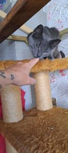 Auf der Suche nach einem liebevollen Zuhause Zwei besondere Katzen suchen gemeinsam ein neues Zuhau