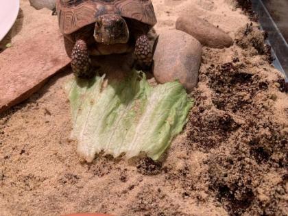 Landschildkröte w 30 Jahre inkl. Terrarium in liebevolle Hände