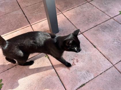 Katzen abzugeben