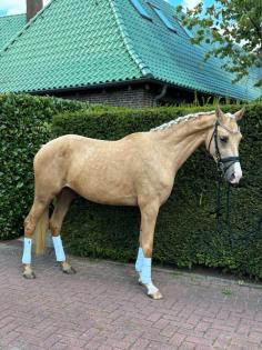 Pony, Pferd, Dressurpferd, Freizeitpferd, Stute