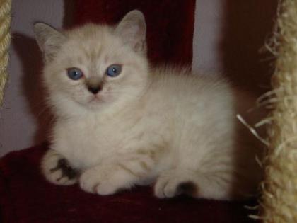 Verschmuste BKH-Babys in point mit blauen Augen suchen Traumplatz
