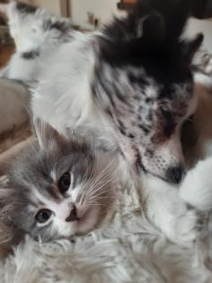 Maine coon Ragdoll Edelmix Kitten suchen tolles neues Zuhause