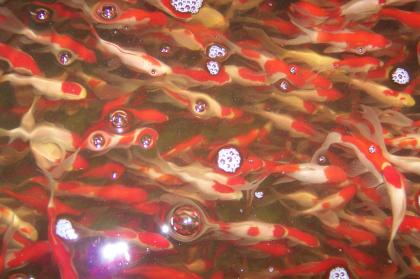 Japan Koi, Teichmuscheln, Biotopfische, Schnecken, Störe, Edelkrebse vom Koi-Ce