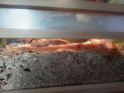 Zwei Kornnatteren inklusive Terrarium