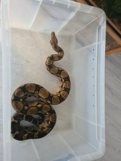 Boa Constrictor Imperator 180cm männlich inkl. Terrarium abzugeben
