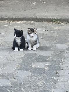 Katzen Kinder vom Bauernhof ab sofort abzugeben