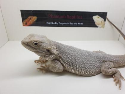 Schöne Rote und weiße Bartagamen Hypo Translucent Zero Pogona Vitticeps Abzugebe