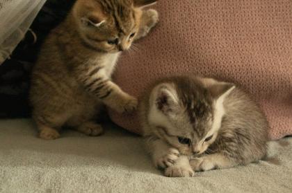 Süße BKH Kitten, British Kurzhaar Katzenbabys