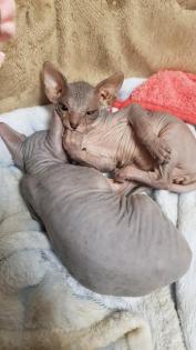 Sphynx-Kitten, Don-Sphynx noch zu haben 13 Wochen alt