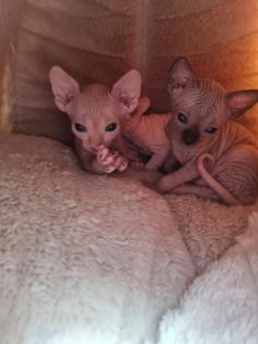 Sphynx Kitten