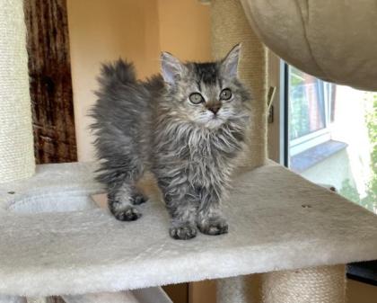 Selkirk Rex Kitten