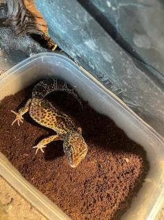 Leopardengecko Terrarium
