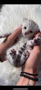 Bengal Bkh Kitten