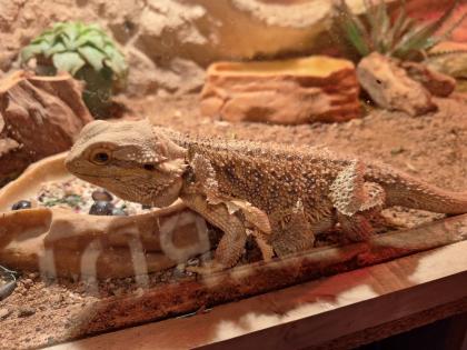 Bartagame mit Terrarium und Zubehör