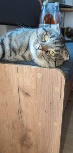 Kater schweren Herzens abzugeben
