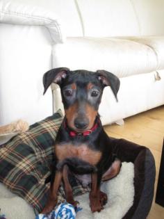 Reinrassiger Zwergpinscher ohne Papiere, 4 Monate alt, abzugeben
