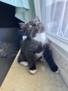 Britisch kurzhaar kitten Katze