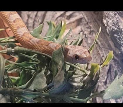Terrarium mit kornnatter