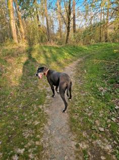 Deutsche dogge abzugeben aus privaten Gründen