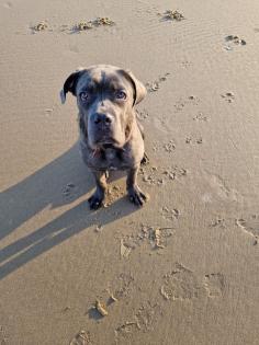 Verkaufe einen Cane Corso