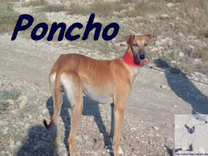 Poncho braucht ein Daheim