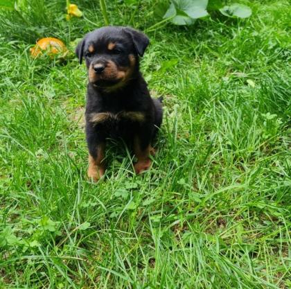 Rottweiler Herzen suchen passende Umfelder