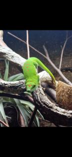 Madagaskar Taggecko inkl. Terrarium