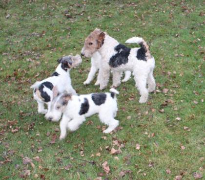 Drahthaar Foxterrier Welpe.
