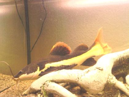Phractocephalus hemioliopterus, Rotflossen-Antennen wels, ca. 35-45cm