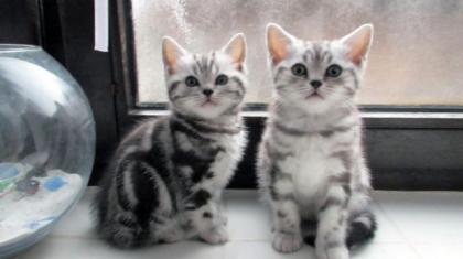 BKH Kater Kitten Katzenbabys Babykatzen in black silver tabby classic vom Zücht