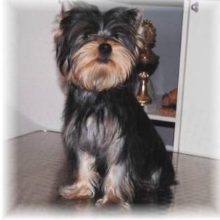 Yorkshire Terrier Rüde VDH Preis 750 EUR