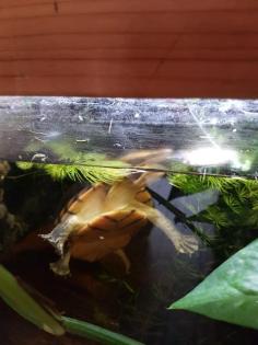Wasserschildkröte Kinosternon leucostomum postinguinale