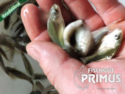 Besatzfische - 100 Schuppen- und Spiegelkarpfen 5-10 cm