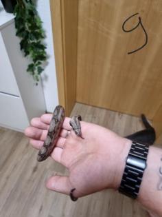 Boa constrictor Babys