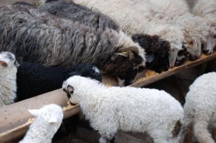 Verkaufe Merino Lammer