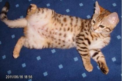 Bengal Kitten / Kater in Brown Rosetted, 13 Wochen