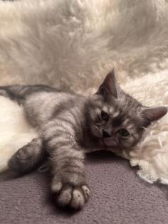 Baby kitten