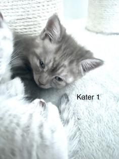 BKH Kitten suchen ab 17. 05 ein neues Zuhause