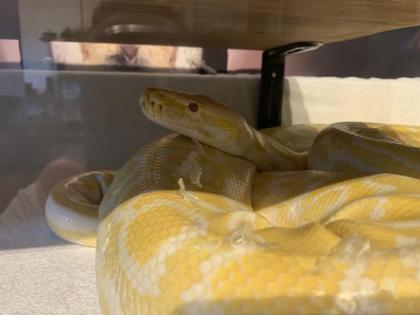 Python wegen Umzug nach Bayern abzugeben.