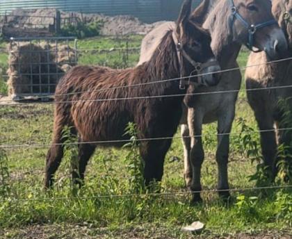 Eselhengst / oder Baby Esel