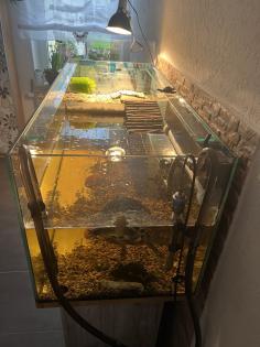 Dreikiel Wasserschildkröte