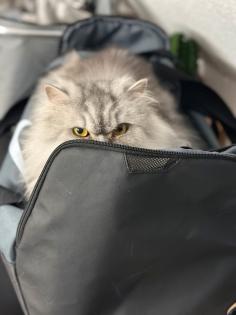 Perser Mädchen