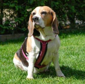 BIBBI - weiblich 9 Jahre 43 cm 25 kg Beagle Gechipt Nicht kastriert