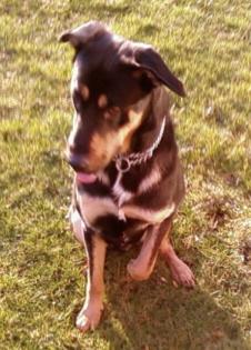 Rottweiler-Schäferhund-Mix, Rüde, 8 Monate