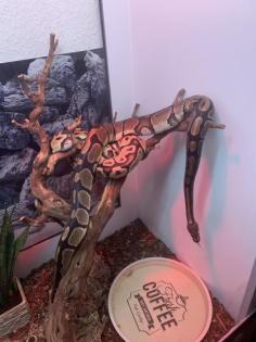 2 Königsphytons