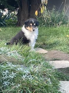 Reinrassige Collie Langhaar Welpen -Amerikanische Linie